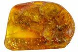 Fossil Ant, Two Flies and a Mite in Baltic Amber #183642-4